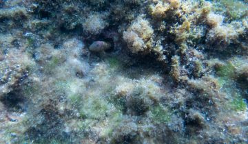 Microlipophrys_canevae