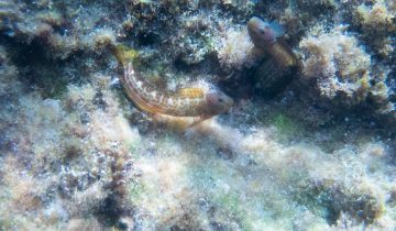 Microlipophrys_canevae