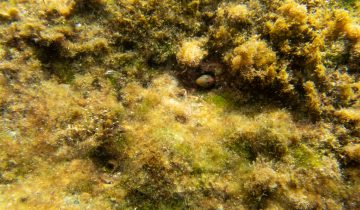 Microlipophrys_canevae