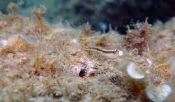 Microlipophrys_nigriceps