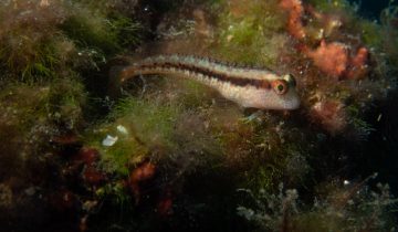 Microlipophrys_nigriceps