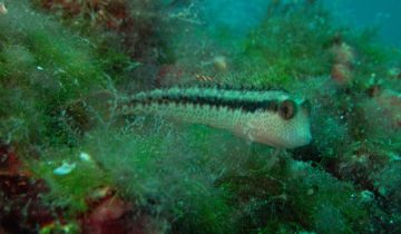 Microlipophrys_nigriceps