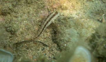 Microlipophrys_nigriceps_004_L_Sant-Pol-de-Mar_U_Sebas_16082025