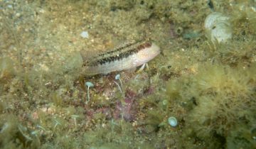 Microlipophrys_nigriceps_005_L_Sant-Pol-de-Mar_U_Sebas_16082025
