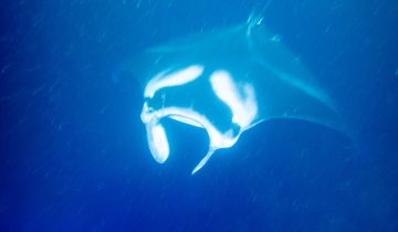Mobula_alfredi