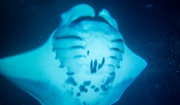 Mobula_alfredi