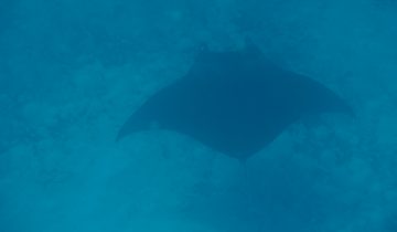 Mobula_birostris