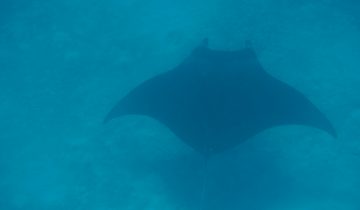 Mobula_birostris