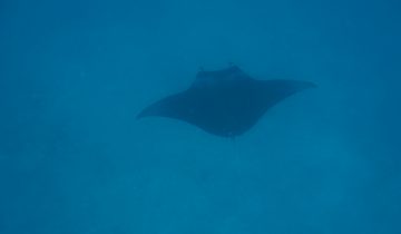 Mobula_birostris