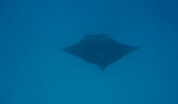 Mobula_birostris