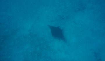 Mobula_birostris
