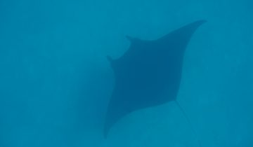 Mobula_birostris