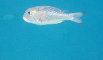 Monotaxis_grandoculis