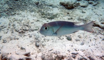 Monotaxis_grandoculis
