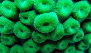 Montastraea_cavernosa