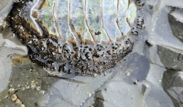 Mopalia_muscosa