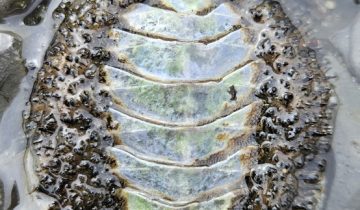Mopalia_muscosa