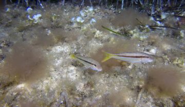Mullus_surmuletus