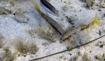 Mullus_surmuletus