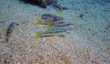 Mullus_surmuletus