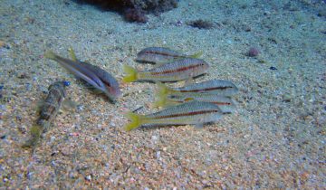 Mullus_surmuletus