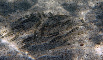 Mullus_surmuletus