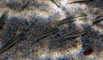 Mullus_surmuletus