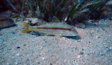 Mullus_surmuletus
