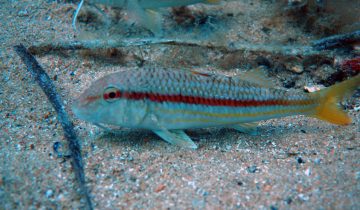 Mullus_surmuletus