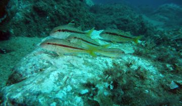 Mullus_surmuletus