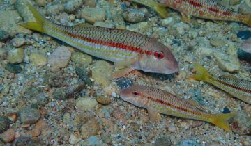 Mullus_surmuletus