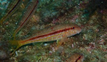 Mullus_surmuletus