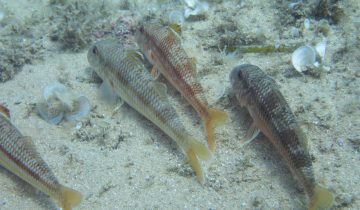 Mullus_surmuletus