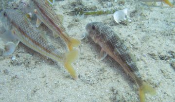 Mullus_surmuletus