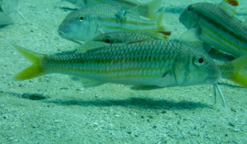 Mullus_surmuletus