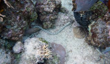 Myrichthys_breviceps