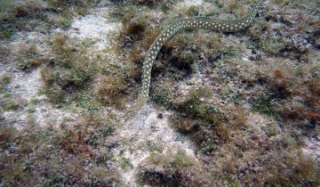 Myrichthys_breviceps