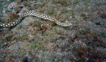 Myrichthys_breviceps