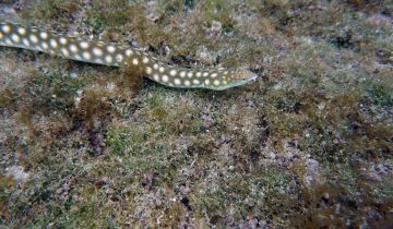 Myrichthys_breviceps