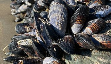 Mytilus_californianus