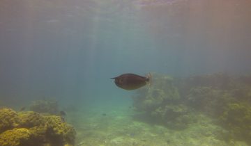 Naso_brevirostris