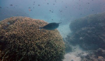 Naso_brevirostris