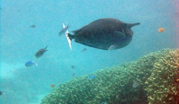 Naso_brevirostris