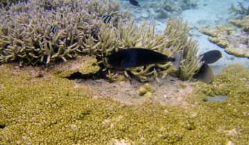 Naso_brevirostris