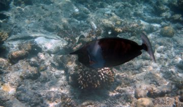 Naso_brevirostris