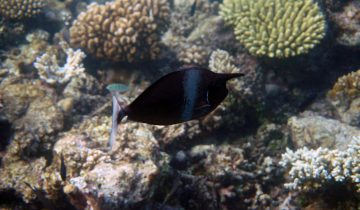 Naso_brevirostris