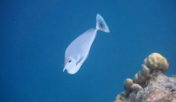 Naso_brevirostris