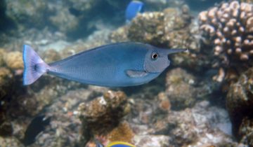 Naso_brevirostris
