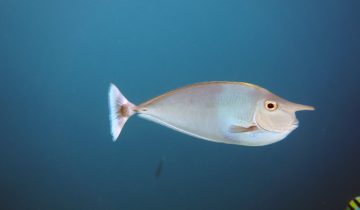Naso_brevirostris