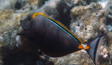 Naso_elegans